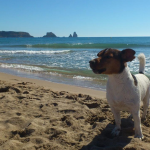 Quines són les platges on pots anar-hi amb gossos aquest 2022 al Baix Empordà?
