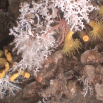 Miquel Canals explica al Supermatí la descoberta de corall al canyó submarí de Palamós