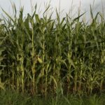 Descobreixen 350 plantes de marihuana en camps de blat de moro