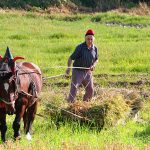 Pals engega una nova campanya de promoció que marida arròs amb vi de l’Empordà Sega Tradicional de l'Arròs a Pals