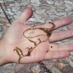 Jornada de treball sobre l’alga invasora de Begur