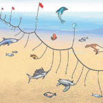 Alerten que la prohibició del rebuig de la pesca pot disparar la mortalitat de les aus marines