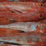 Comença la veda de la flota d’arrossegament