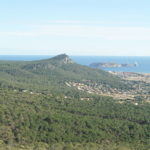 El Govern vol reintroduir l’ibis ermità al massís del Montgrí