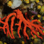 L’Estat amenaça el corall vermell de la Costa Brava Corall Vermell