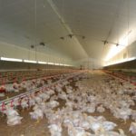 Agricultura aixecarà diumenge les darreres restriccions per la grip aviària i estudia les possibles indemnitzacions