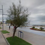 Enverinen arbres del passeig de Sant Antoni