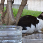 Campanya d’esterilització de gats a Begur