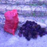 Denunciats per pescar garoines il·legalment a Begur