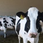 La vacunació del bestiar boví contra la dermatosi nodular arriba al 80% a l’Alt Empordà i es comença a implantar als altres radi d’afectació