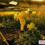 S’entrega un dels responsables de la macroplantació de marihuana de Vulpellac