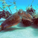 El Projecte Sèpia busca finançament