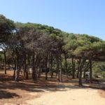 Palamós avança la regulació d’accés motoritzat als espais naturals La Pineda d'en Gori