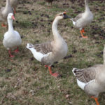 Unió de Pagesos reclama més indemnitzacions per la grip aviària