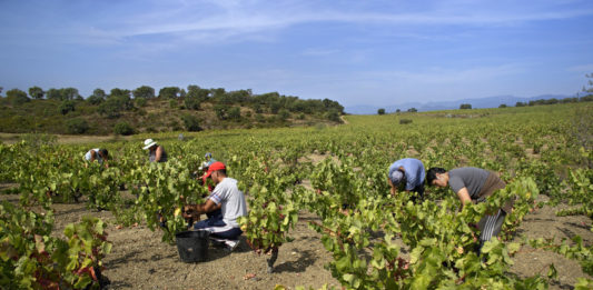 Vinyes vi vinya agricultura pagesia / DO Empordà sequera
