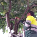 Palamós comença la lluita biològica contra les plagues d’insectes