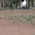 Salvem Platja de Pals denuncia que la tala d’arbres als Rodors és “il·legal”