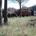 La tala d’arbres de la platja de Pals podria afectar espai natural protegit