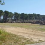 L’Ajuntament de Pals defensa la polèmica tala d’arbres per “prevenir incendis”