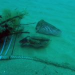 Bons resultats del projecte per recuperar la sèpia i el calamar a l’Empordà