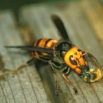 Els apicultors reclamen més implicació i eficàcia al Govern en la lluita contra la vespa asiàtica