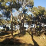 Palamós atorga la llicència al parc d’aventura de la Fosca