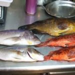 Denunciats un pescador i un restaurant de Palamós per compra venda il·legal de peix de roca