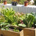 Platja d’Aro posa en comú l’experiència dels horts comunitaris