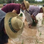 Els arrossaires de Pals necessiten mitjans per salvar les collites