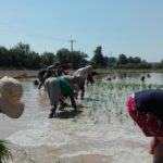 Exitosa edició del Planta’t a Pals