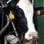 Nous focus de Dermatosi Nodular Contagiosa afecten quatre granges més de l’Alt Empordà