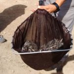 Alliberen 75.000 anguiles al riu Ter