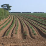 Presenten a Pals un estudi que mostra la importància del sector de maquinària agrícola Camp d'arrós de Pals al Baix Empordà en una imatge d'arxiu