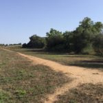 En projecte el primer espai per gossos a Palafrugell