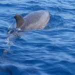 VÍDEO | Els primers dofins de la temporada a l’Estartit