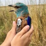 Èxit reproductor del gaig blau als Aiguamolls de l’Empordà