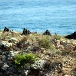 Dimiteix el regidor del PDeCAT de l’Escala que havia organitzat una exhibició de l’exèrcit