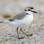 El Life Pletera reforça la recuperació d’una au amenaçada a Catalunya