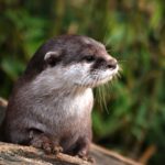 La llúdriga ja està present al 60% del Ter Lludriga lludria Ter - fauna