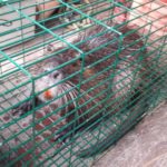 Capturen un rosegador invasor a la riera de Calonge