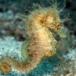 Els cavallets de mar de Tamariu, exposats a la biblioteca