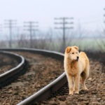 Àngel Viladegut: “Catalunya és la segona comunitat autònoma on s’abandonen més animals”