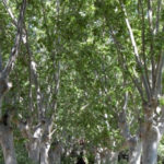 Canviaran plataners de Palamós per magnòlies per evitar que les arrels esquerdin les voreres