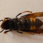 El Baix Empordà és una de les comarques on la vespa asiàtica genera més molèsties