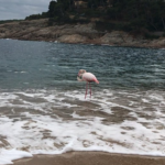 Apareix un flamenc a la platja de Tamariu