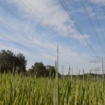 Salvem l’Empordà busca empara a Europa