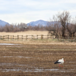 Els Aiguamolls de l’Empordà pateixen la pitjor sequera del segle a causa del calorós estiu que hem passat i l’escassetat de pluges en els últims mesos