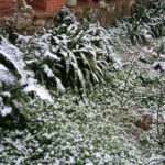 Activada l’alerta NEUCAT per nevades aquest divendres al centre i nord-est de Catalunya