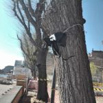 L’oposició pressiona per salvar els oms de Rius i Calvet