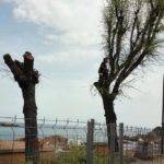 Talen els 15 oms del passeig Rius i Calvet de Sant Feliu de Guíxols